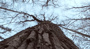 Screen Shot 2015-02-07 at 11.01.54 AM