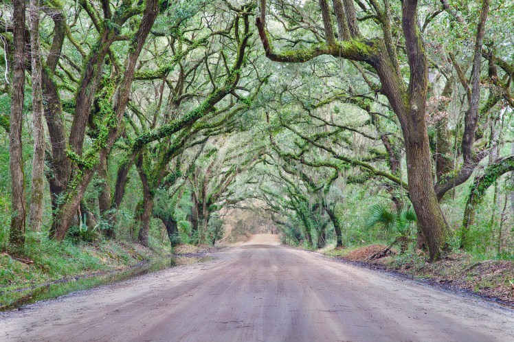 Tree Tunnel