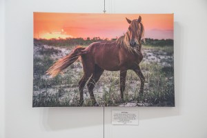 apple apple gallery, stokes county arts council, danbury, the arts place, North Carolina, art, photography, gallery, stokes county arts council, danbury, the arts place, North Carolina, art, photography, gallery