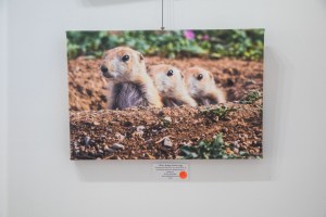 apple gallery, stokes county arts council, danbury, the arts place, North Carolina, art, photography, gallery