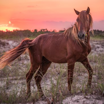 wild, stallion, corolla, nc, outer banks