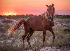 wild, stallion, corolla, nc, outer banks