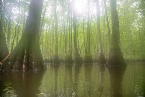 camping, kayak, paddling, platform, North Carolina