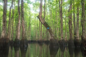 camping, kayak, paddling, platform, North Carolina