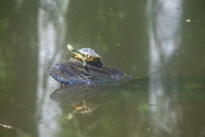 camping, kayak, paddling, platform, North Carolina, turtle