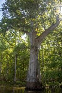 cypress, camping, kayak, paddling, platform, North Carolina