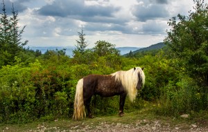 Grayson highlands, pony, wild